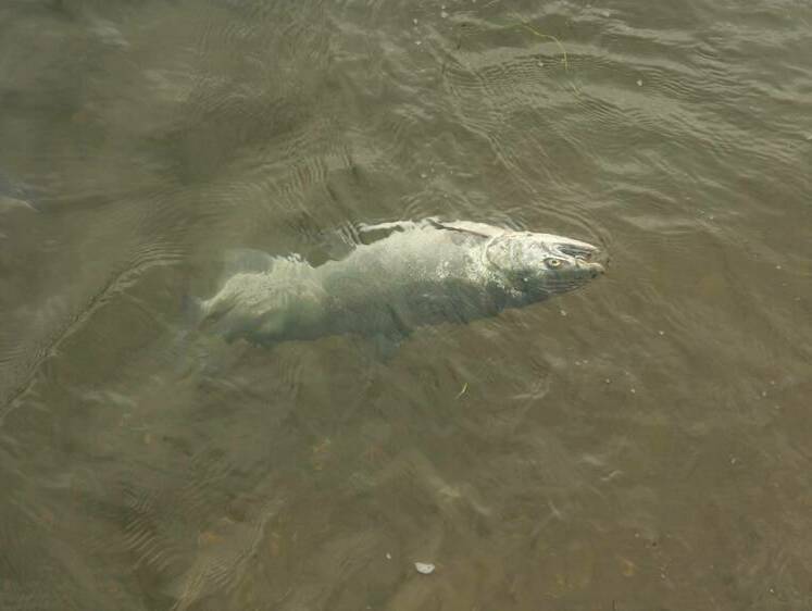 Изображение На Сахалине браконьер после изъятия икры выбрасывал лосось в реку