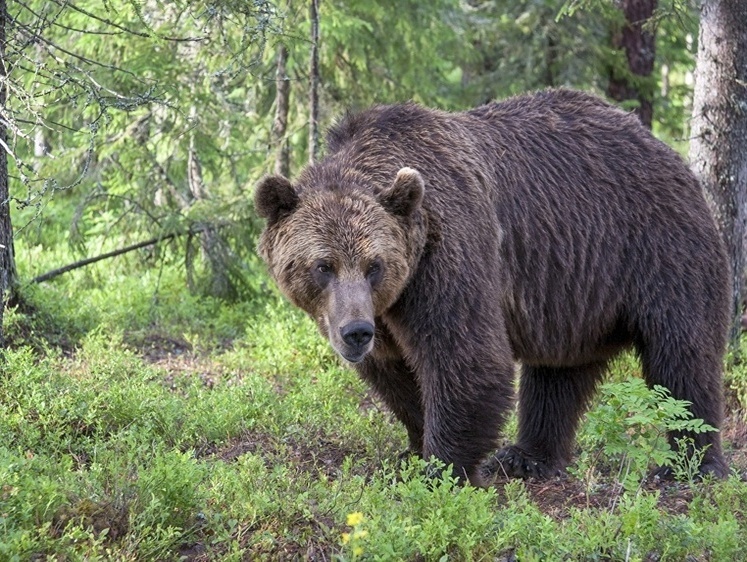 Бурятские медведи облюбовали помойки из-за свинства посетителей парка