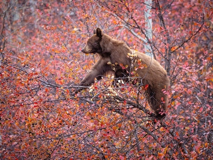 Изображение Медвежонок решил проверить якутский поселок на наличие еды (видео)
