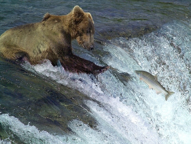 Изображение Оно утонуло: за потерю охотничьего ружья россиян строго штрафуют