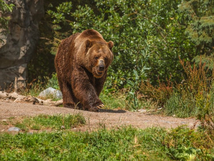Изображение В Башкирии туристы сбежали от медведя