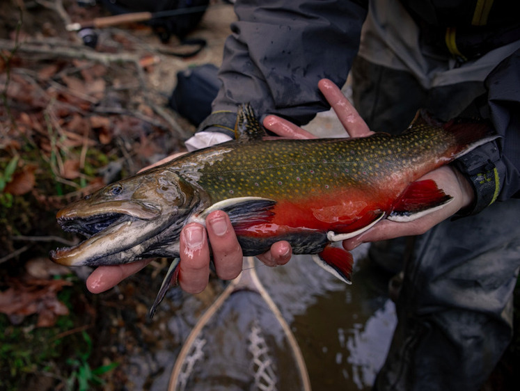 Изображение Пограничники Камчатки задержали полную лодку улова лосося