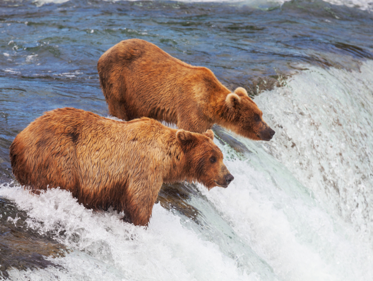 Изображение На Кольском полуострове турист отгонял медведей криком (видеоурок)