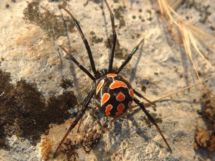 Изображение Выходцы из Азии: Крым захватили смертельно опасные пауки