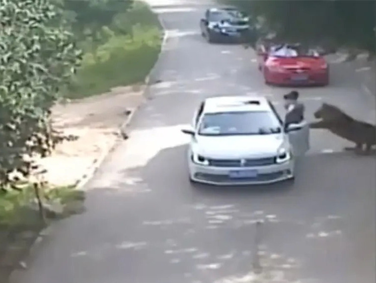 Изображение В Китае тигр зубами вытащил из машины девушку и сожрал ее мать