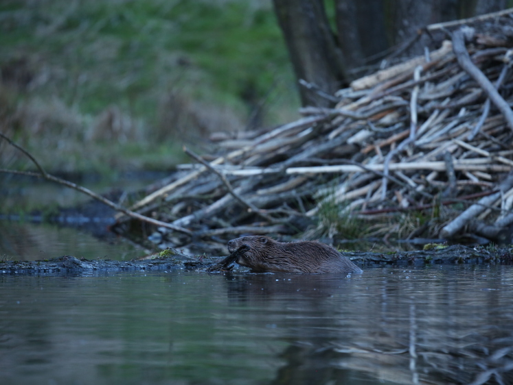 Изображение Врачи: Бобровая струя - не панацея от всех болезней