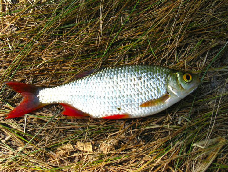 Изображение Калужанин выловил 24 хвоста рыбы, что потянуло на уголовный срок