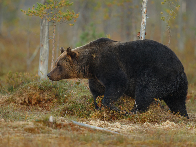 Изображение Ружье в корзине: в Красноярском крае медведь порвал двух грибников