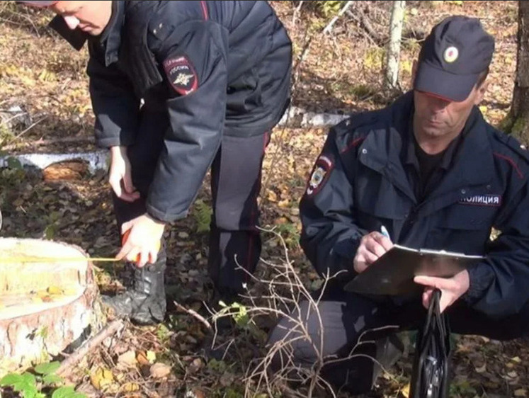 Изображение Пермяк украл 173 дерева и пополнил городскую казну миллионом рублей