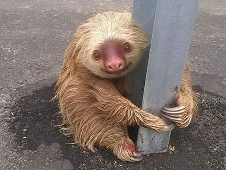 Изображение В Испании полицейский спаc маленького ленивца на трассе (фото)