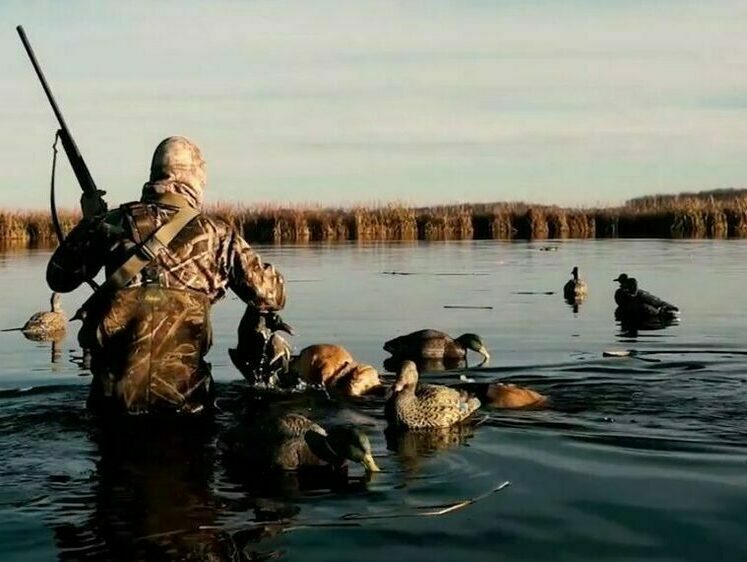 Изображение В Ленинградской области открывается сезон охоты на дичь