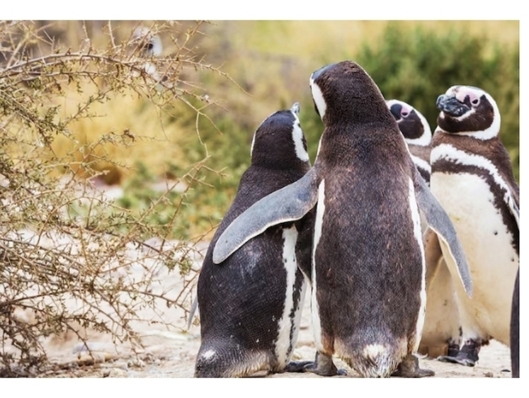 Изображение Грозит голодная смерть: что ждет африканских пингвинов