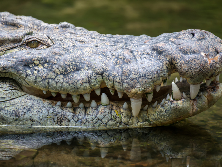 Изображение В США пойман четырехметровый крокодил весом в 238 кг (фото)