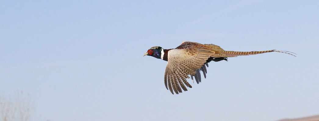 Изображение Фото: ronspomeroutdoors.com