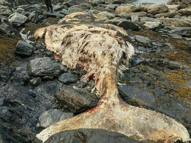 Изображение Останки гренландского кита найдены в Хабаровском крае