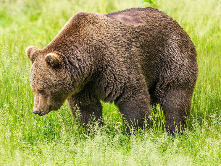 Изображение Медведи-скотинники продолжают разрывать сибирских коров