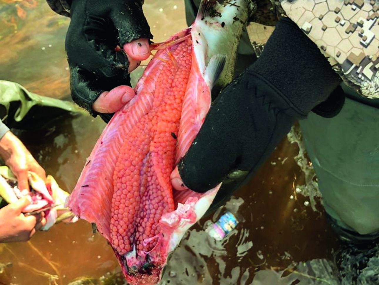 Изображение Фото автора. 