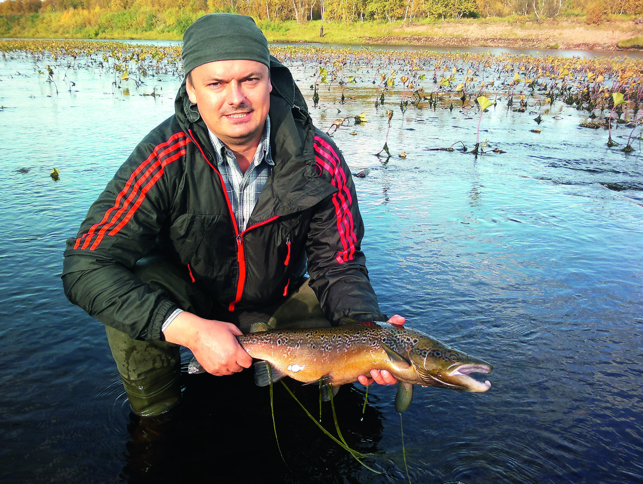 Изображение Так выглядит семга, которая отметала икру. Фото автора. 