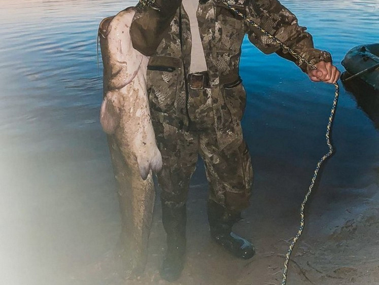 Изображение Под Брянском рыбак вытащил сома весом в 24 килограмма (фото)