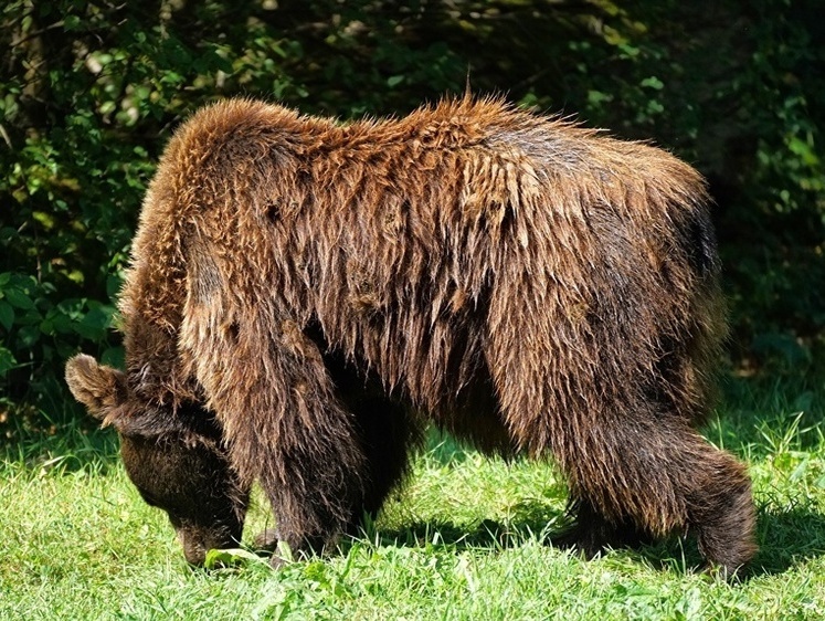 В Курской области добыт медведь с овсянкой и сотами пчел в желудке
