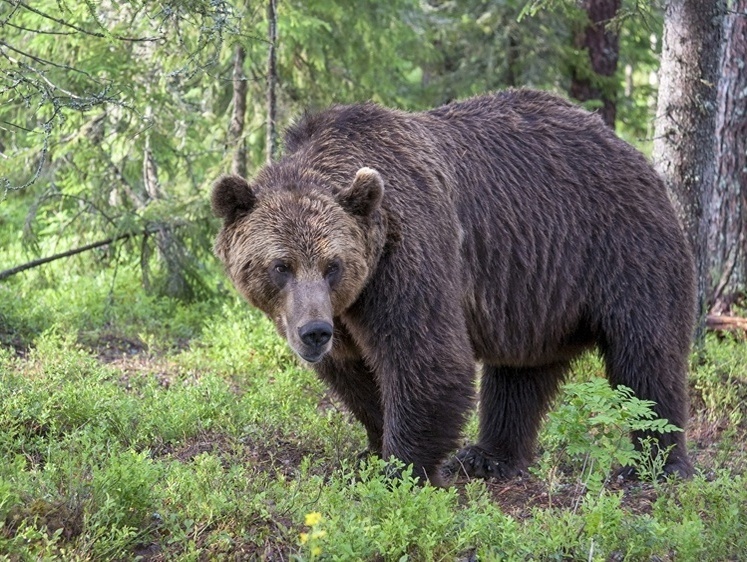 Изображение Сибирского медведя-скотинника привлекут к ответственности отстрелом