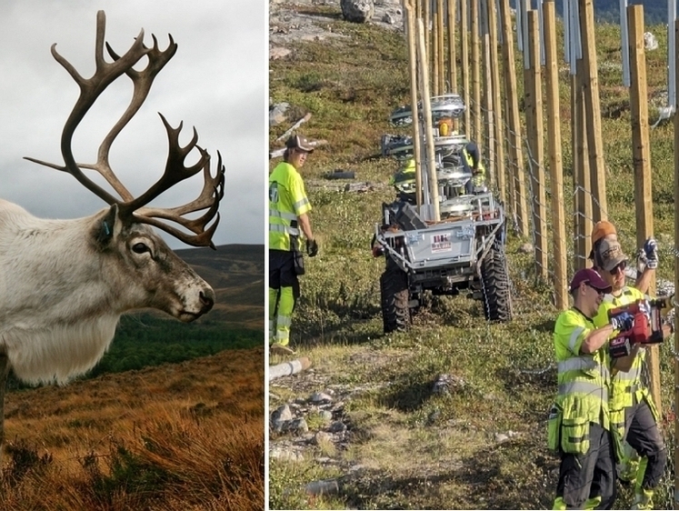 Это безумие: Минприроды РФ пишут по факту убийства норвежцами оленей