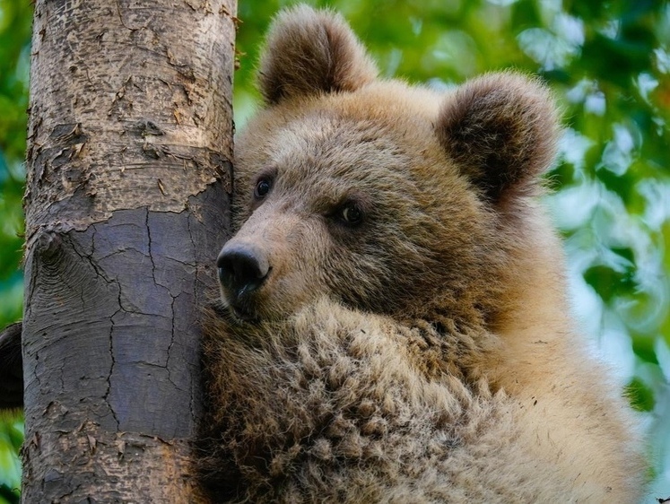 Изображение  Медвежонок-сирота подрос и готов отправиться в родную среду обитания