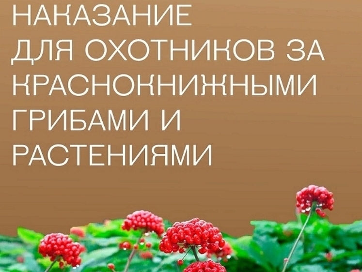 Изображение Сорвал гриб - сел в тюрьму: Минприроды РФ анонсировало новый закон