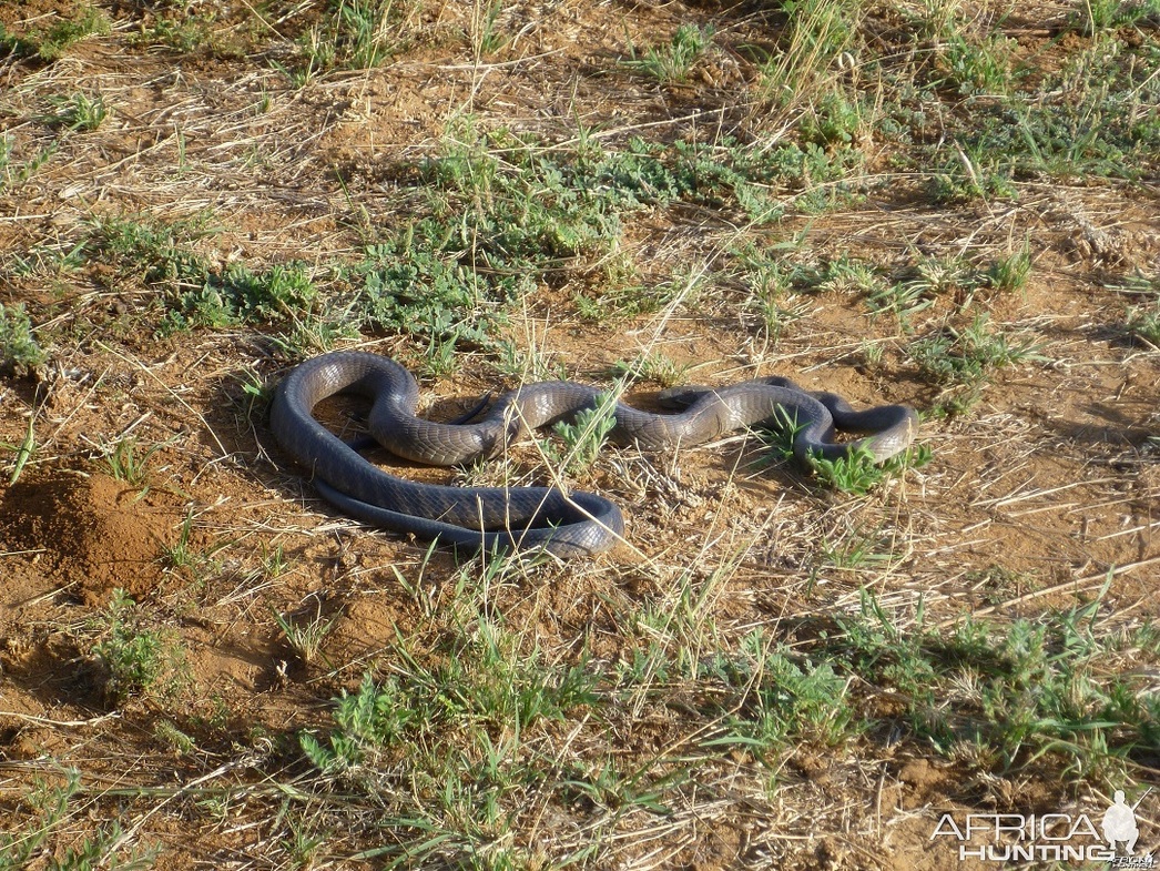 Изображение Фото: africahunting.com