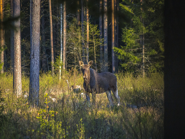 Изображение В Тульской области водитель на легковушке придавил на трассе лося