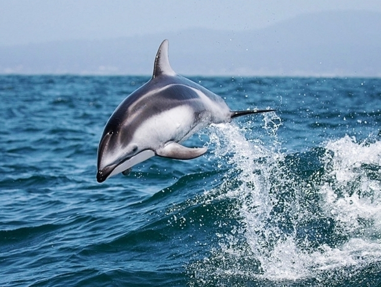Изображение В Дальневосточном морском заповеднике появился «инспектор»-доброволец