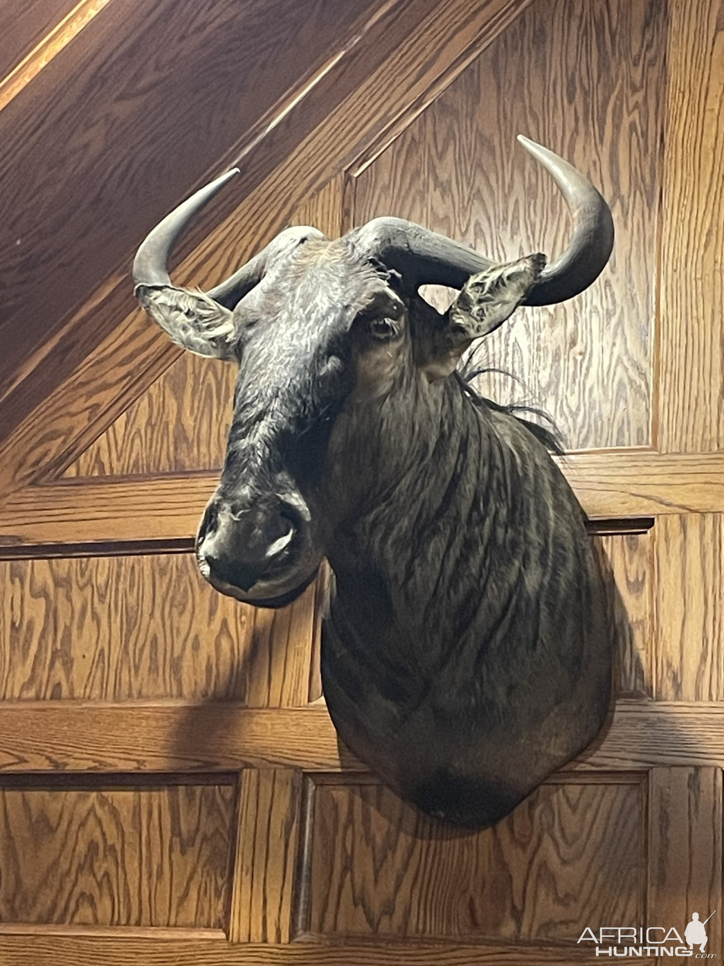 Изображение Фото: africahunting.com