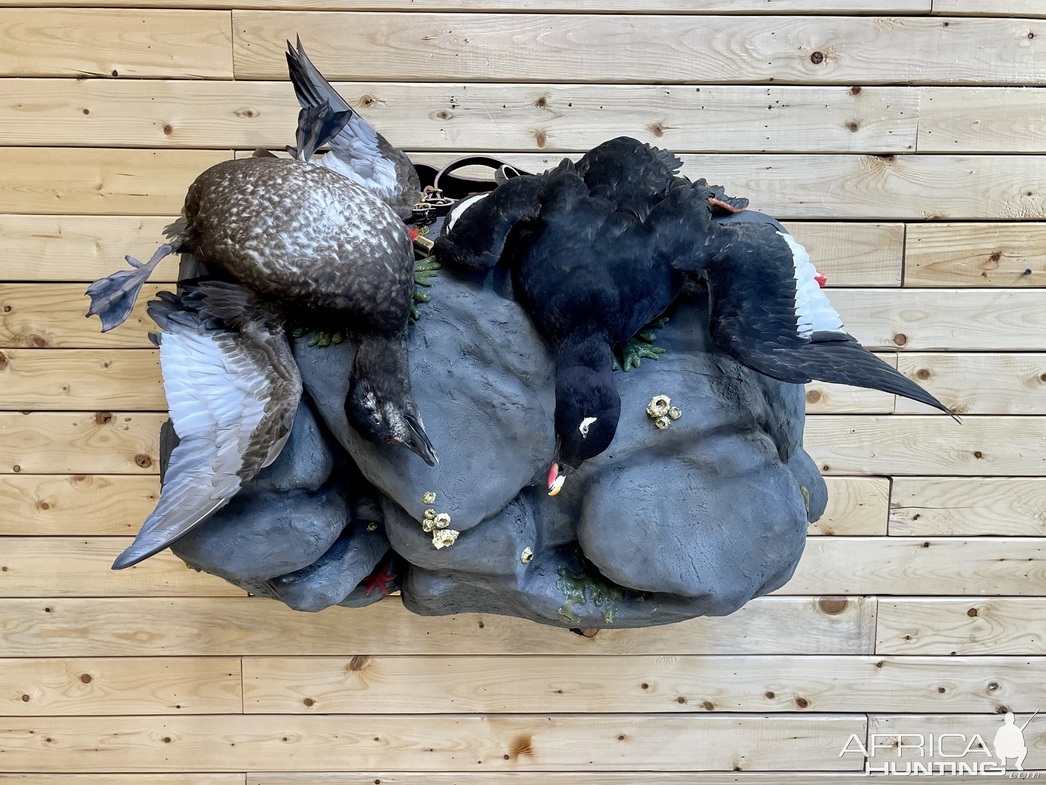 Изображение Фото: africahunting.com