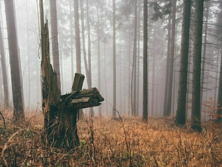 Изображение Пошли на погребальный костер и потерялись