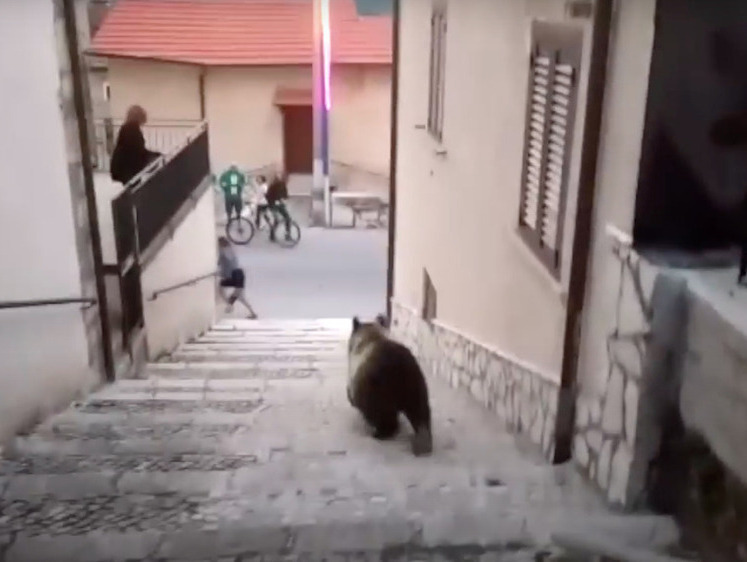 Изображение Расплата за доверие: в Италии умертвили всеобщую любимицу - медведицу