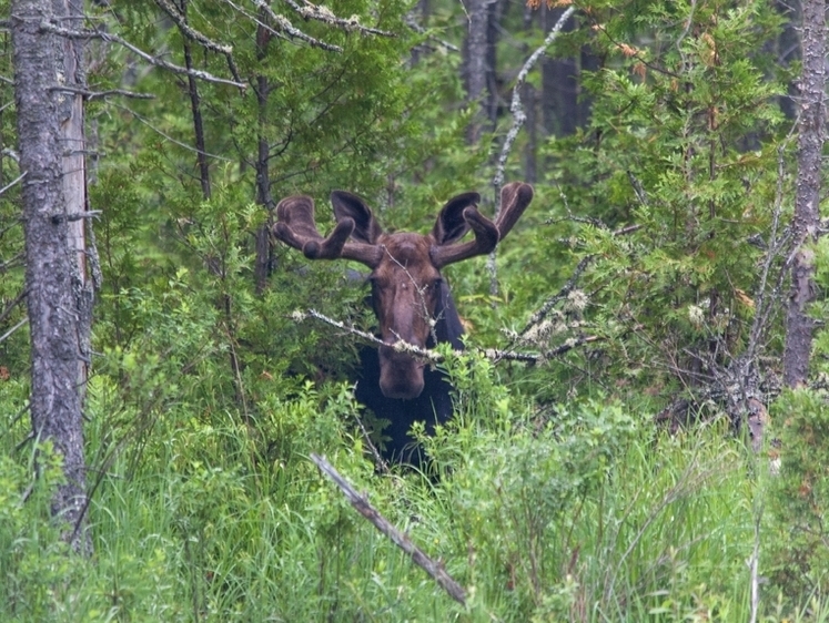 Изображение Заживо сгорел человек: невменяемый лось устроил ад на дороге