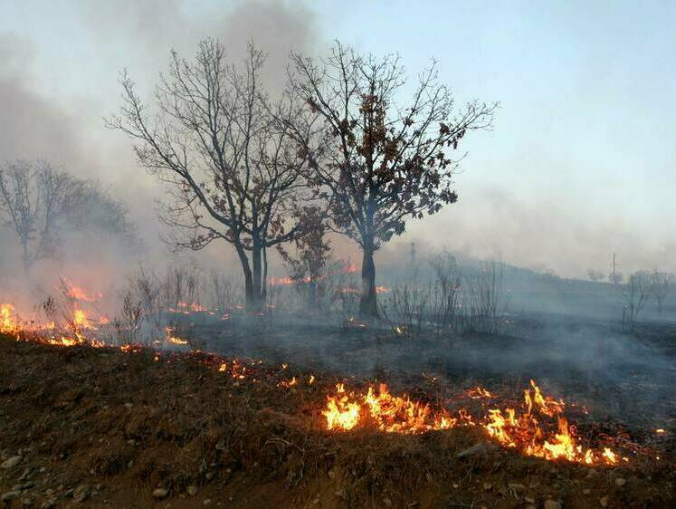 Изображение Горящий лес под Кировом помогает тушить искусственный интеллект