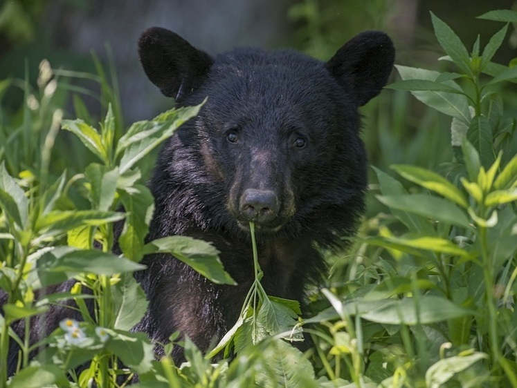 Изображение А ну вали отсюда! Медведю не понравился человек с камерой (видео)