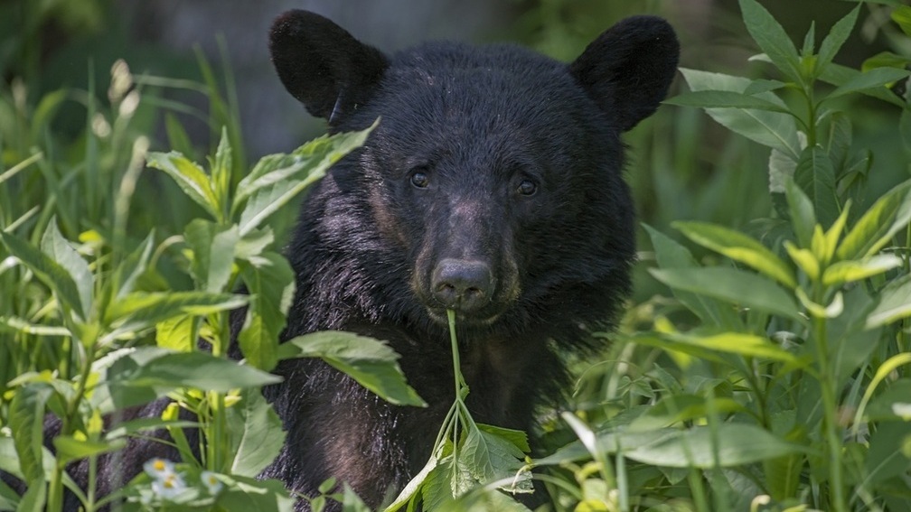 Нечего меня снимать! Медведь ударил по камере в окне