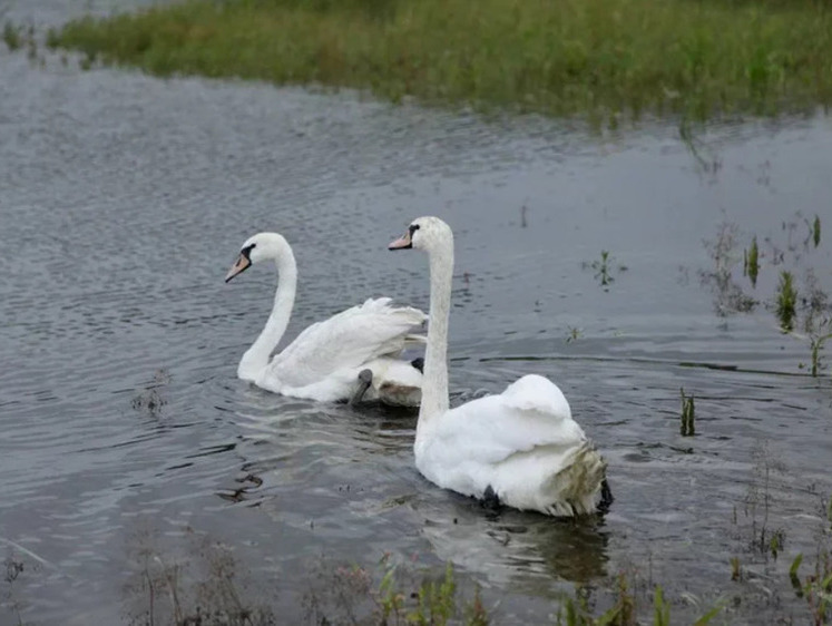 В Челябинске супруга губернатора выпустила на волю пару лебедей
