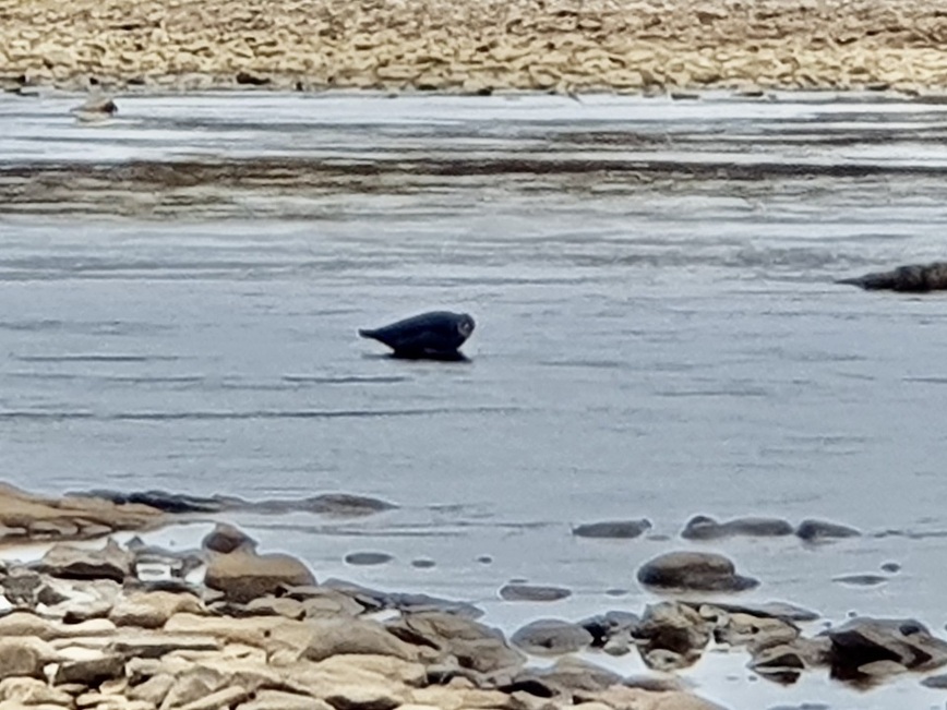 Изображение Нерпа на реке совершенно не боится людей. Фото: Шеляга Геннадия. 
