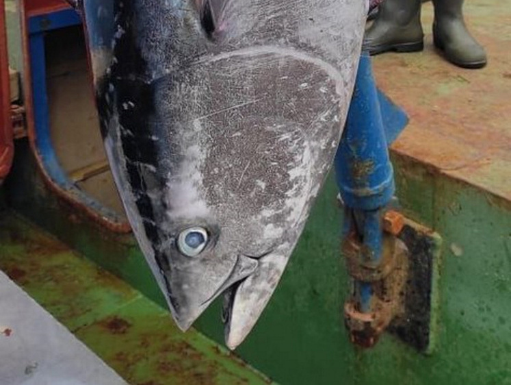 Изображение На Итурупе выловили самого большого за несколько десятилетий тунца
