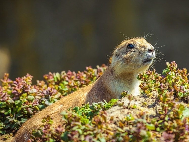 Изображение Два бурята погорели из-за суслика: в заповеднике задержаны браконьеры