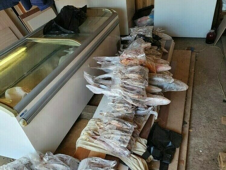Изображение Полакомиться не удалось: у браконьеров изъяли 600 кг ценной рыбы