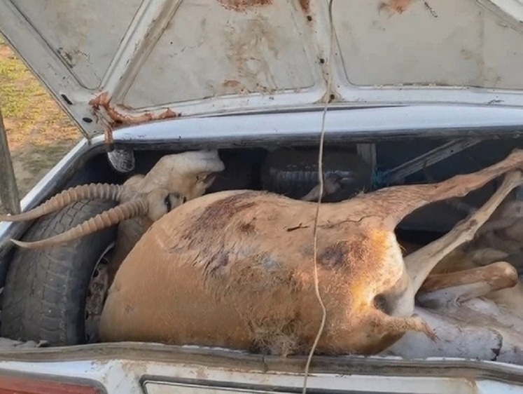 Браконьеры перевозили в багажнике стиснутые туши мертвых сайгаков