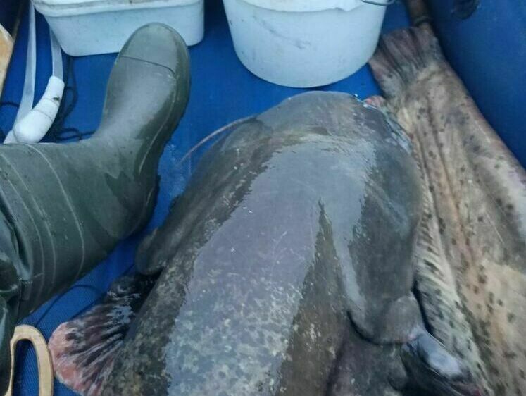 Изображение В Ярославской области рыбак вытянул сома в 58 килограммов веса