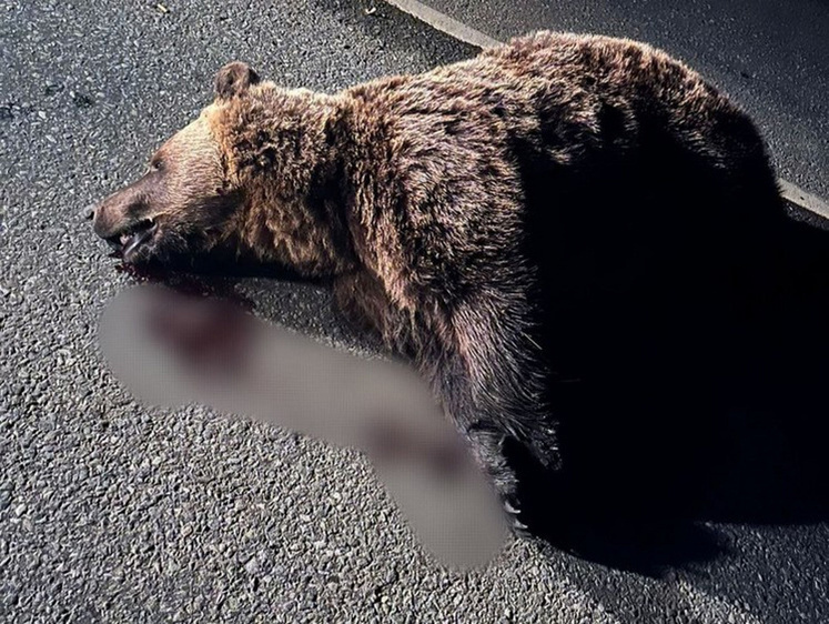 Изображение Грузовик под Уфой насмерть снес выбежавшего на трассу медведя