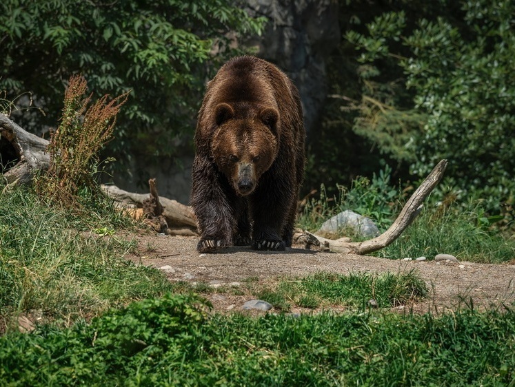 Изображение Под Ярославлем медведь засел на болоте и охраняет клюкву от людей