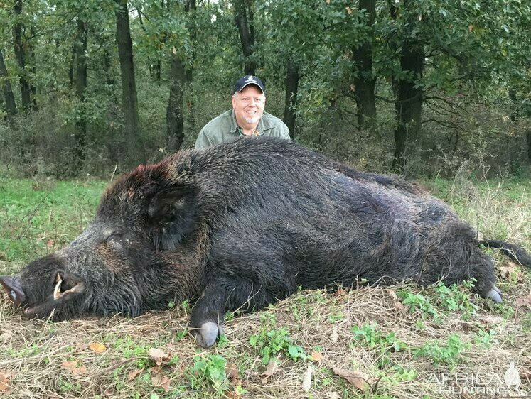 Изображение В Румынии охотник добыл огромного вепря в 400 кг веса (фото)