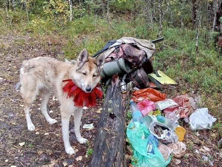 Изображение Собака неделю охраняла труп: под Архангельском в лесу погиб охотник